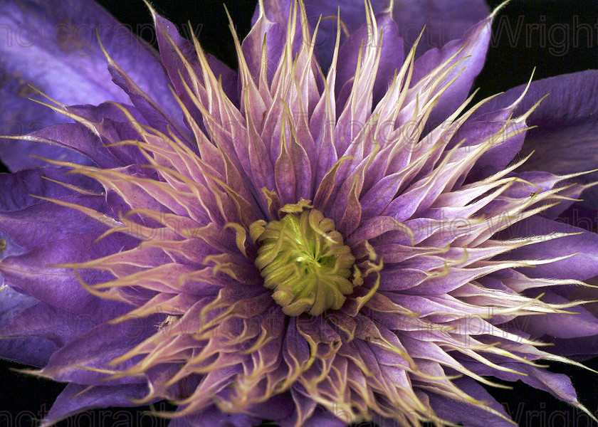 Image Clematis 4 by Charlotte Wright Photography