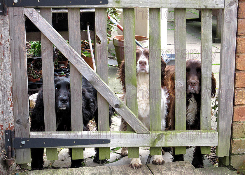 Move2010co 
 My two field spaniel, and Mum and Dads springer spaniel feeling a bit left out! Photographed by myself, Charlotte Wright Photography 
 Keywords: field spaniel, springer spaniel, dogs, gate, noses, Photography, warwickshire